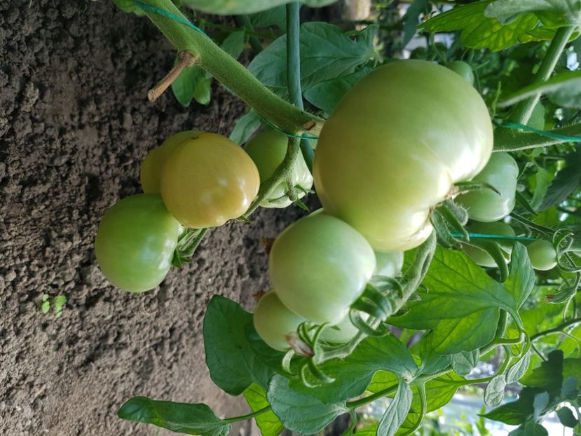 Alka - Iunie 2021 Tomate