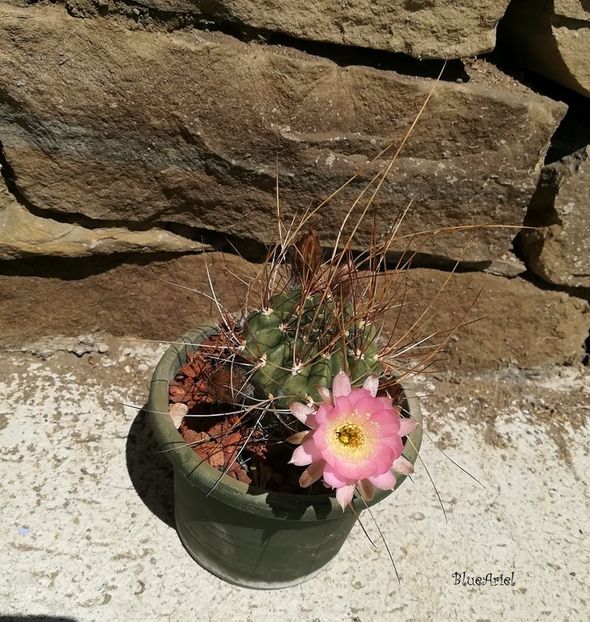 Lobivia Pentlandii var. Varians - 2021