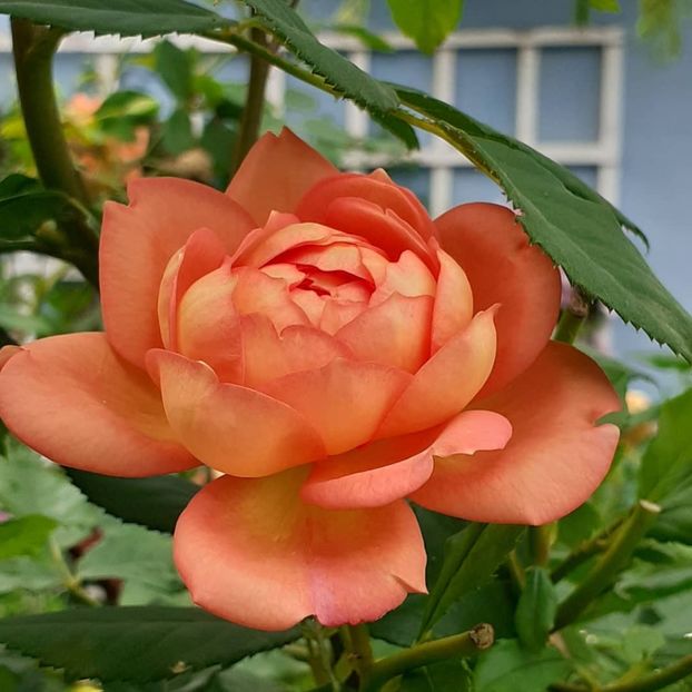  - Lady of Shallot 2021_ 2022