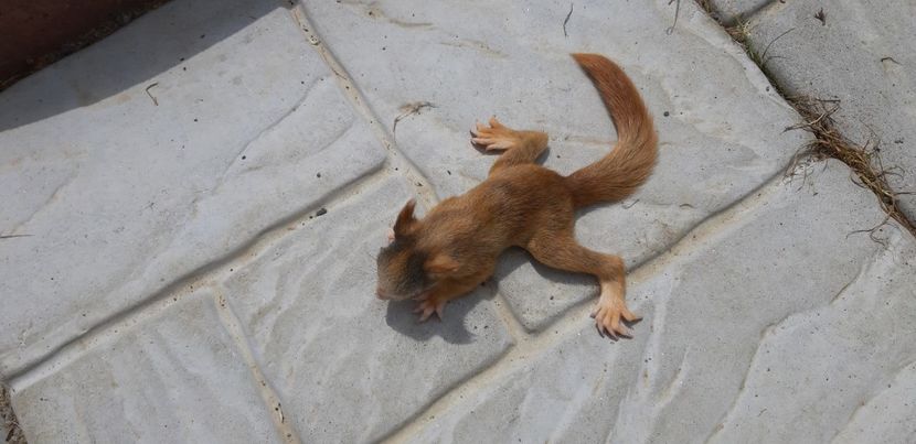  - Vând veverite autohtone europene