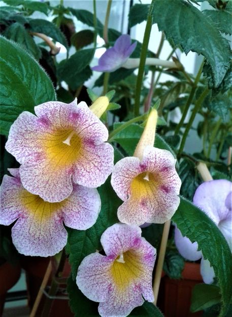 20210622_124943-1 - 0000 ACHIMENES