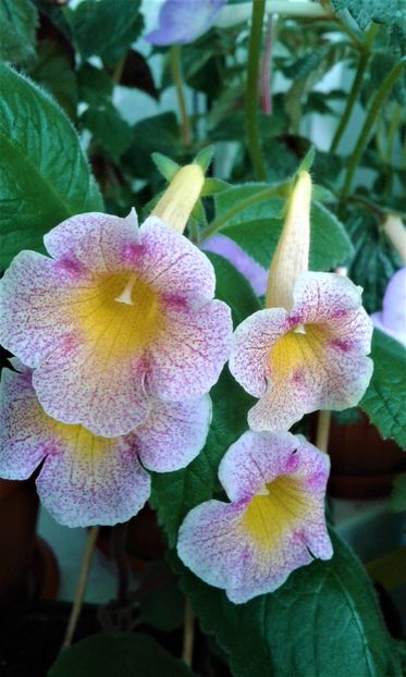20210622_124936-2 - 0000 ACHIMENES