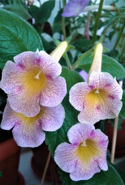 20210622_124911-3 - 0000 ACHIMENES