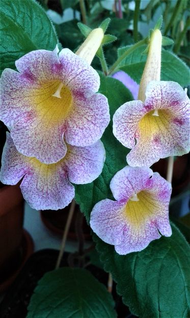 20210622_124917-4 - 0000 ACHIMENES