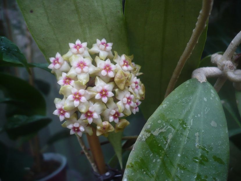 P1480707 - HOYA 2021-1