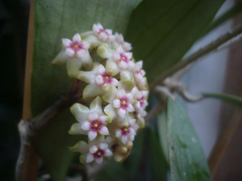 P1480714 - HOYA 2021-1