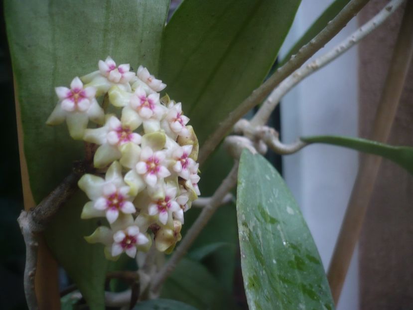 P1480715 - HOYA 2021-1