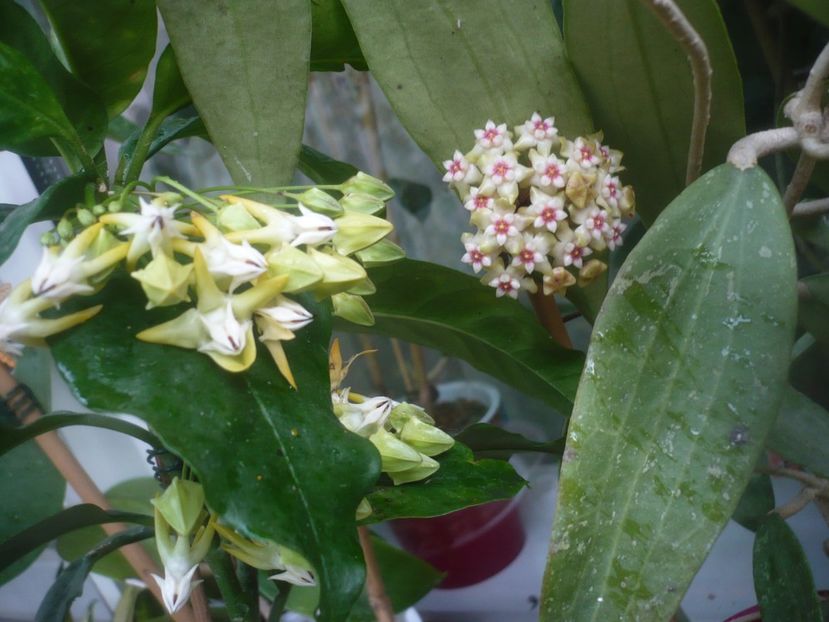 P1480716 - HOYA 2021-1