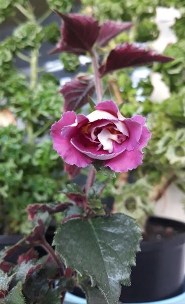  - 0001 2022 - BriD s Adie