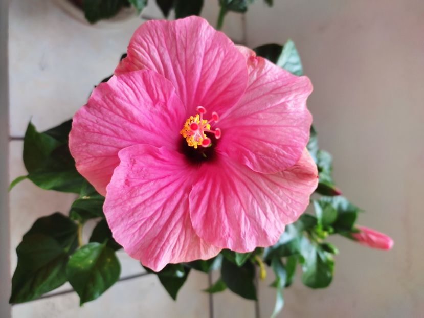  - Hibiscus 2021 -1