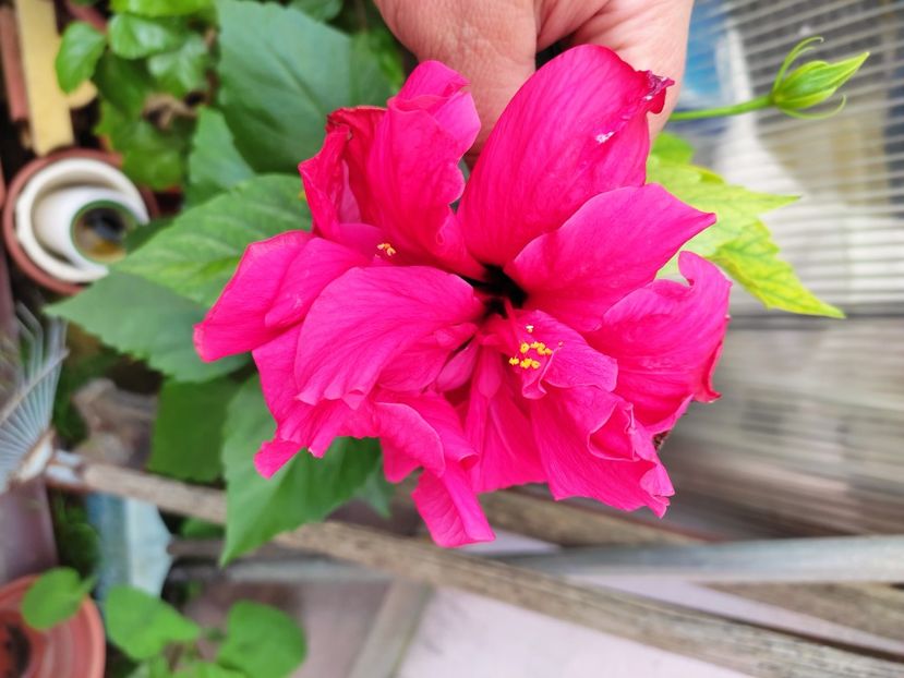  - Hibiscus 2021 -1