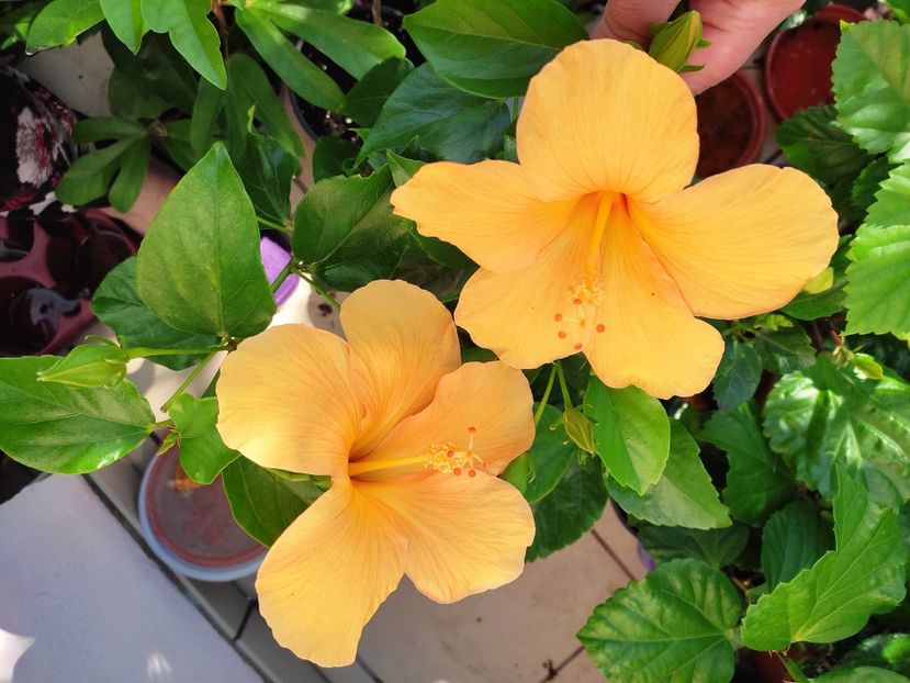  - Hibiscus 2021 -1