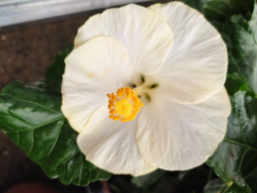  - Hibiscus 2021 -1