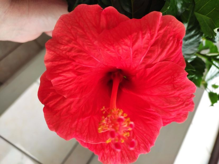  - Hibiscus 2021 -1