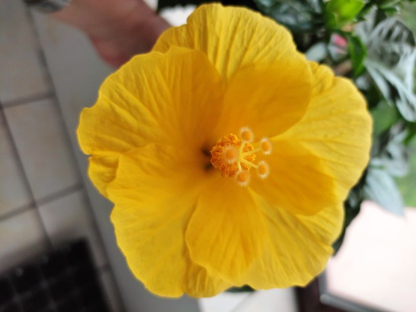 - Hibiscus 2021 -1