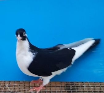 12204  mascul  2021 - Plecați ALBUM 3