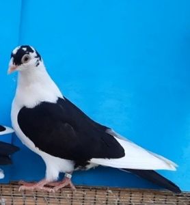 12349 femelă  2021 - Plecați ALBUM 3