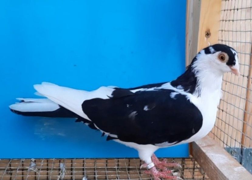 12201  femelă  2021 - Plecați ALBUM 3