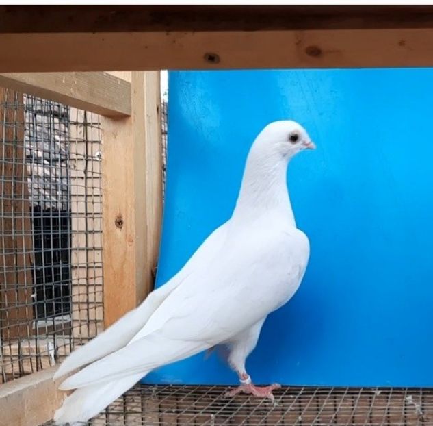 12320  mascul  2021 - Plecați ALBUM 3