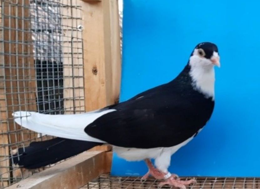 12355  mascul  2021 - Plecați ALBUM 3