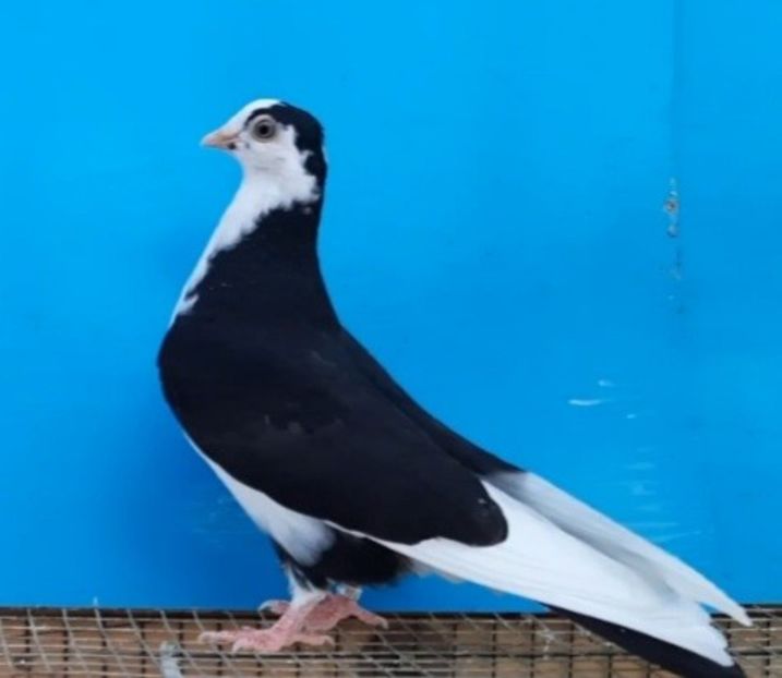 12342  femelă  2021 - Plecați ALBUM 3