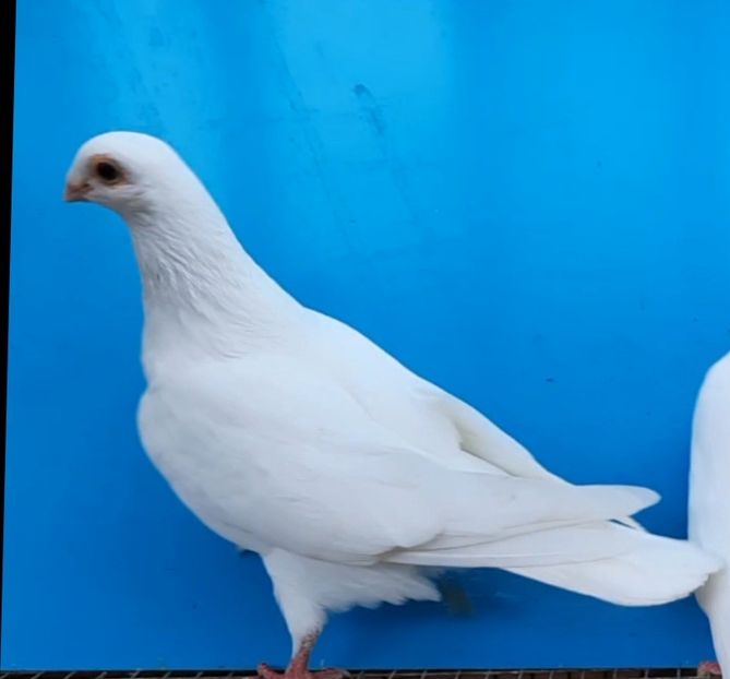 12261  mascul  2021 - Plecați ALBUM 3