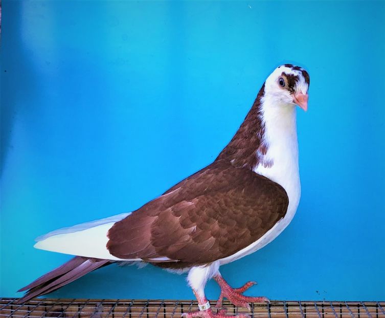 12256  mascul  2021 - Plecați ALBUM 3