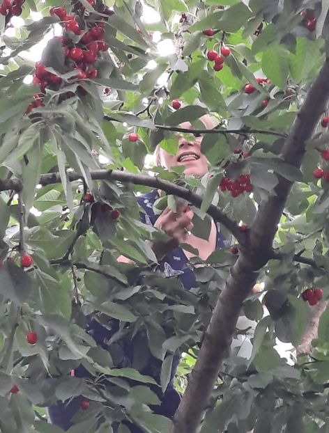 Screenshot_20210621-194715_WhatsApp - La cireșe în iunie 2021