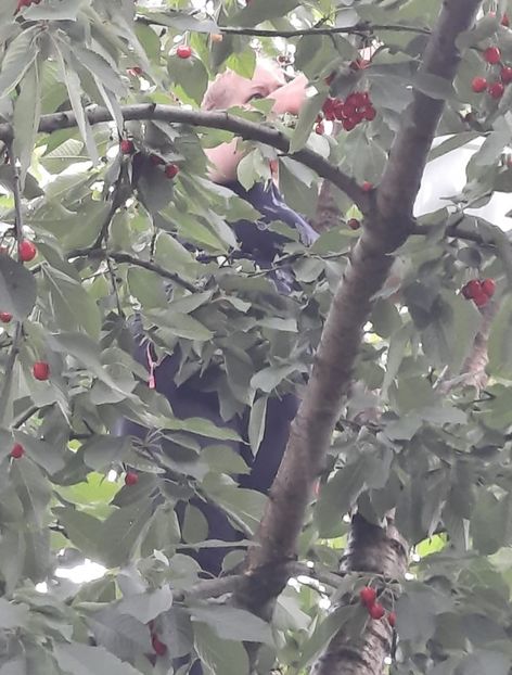 Screenshot_20210621-194722_WhatsApp - La cireșe în iunie 2021