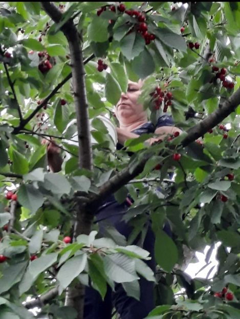 Screenshot_20210621-194734_WhatsApp - La cireșe în iunie 2021