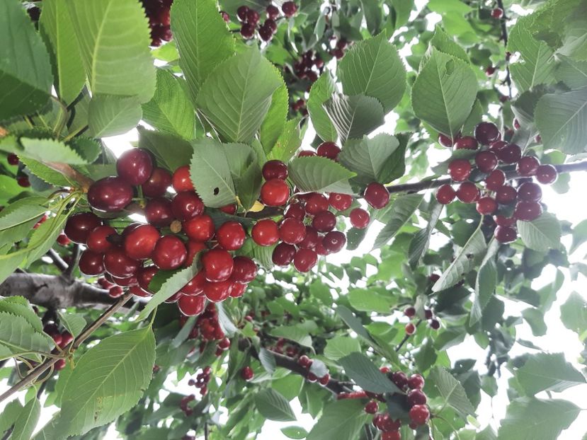  - La cireșe în iunie 2021