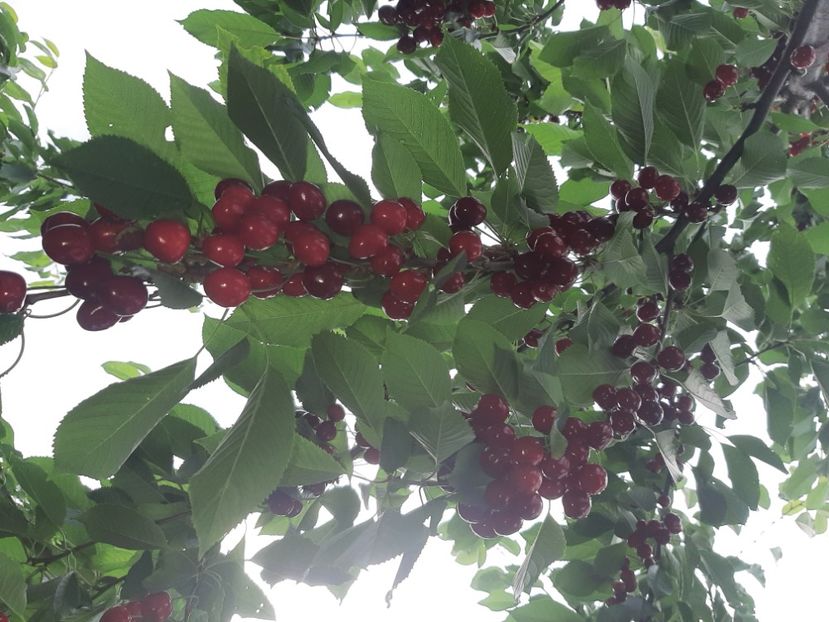  - La cireșe în iunie 2021