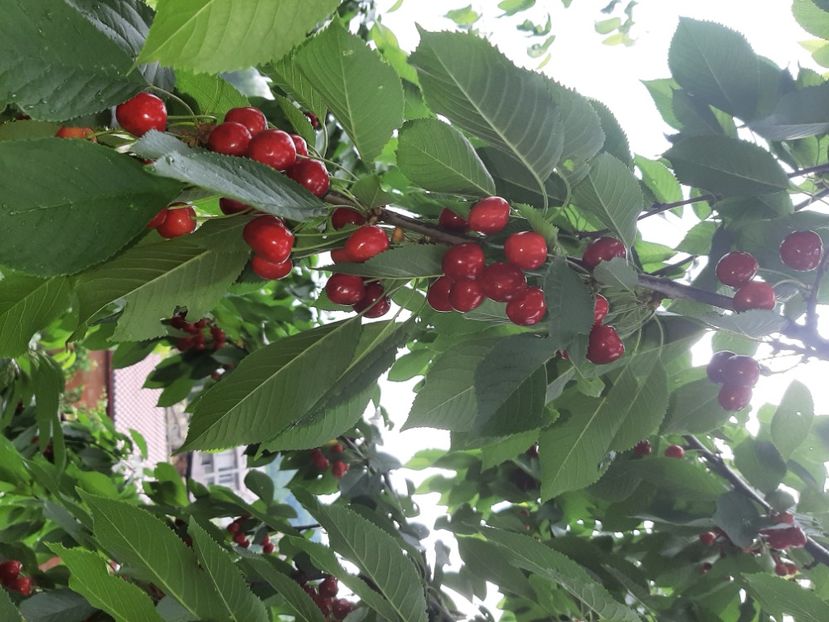  - La cireșe în iunie 2021