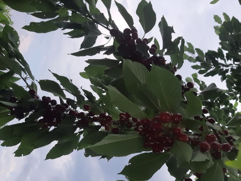  - La cireșe în iunie 2021