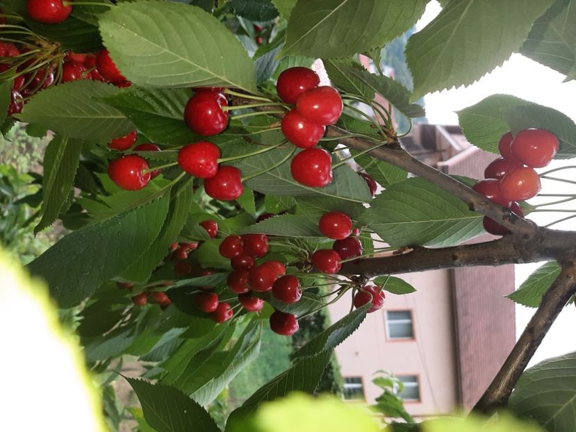  - La cireșe în iunie 2021