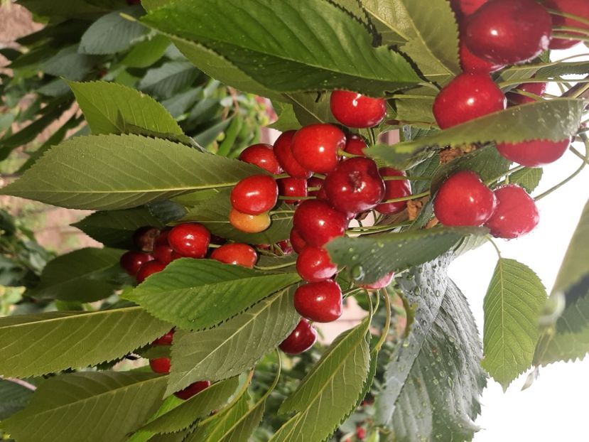  - La cireșe în iunie 2021