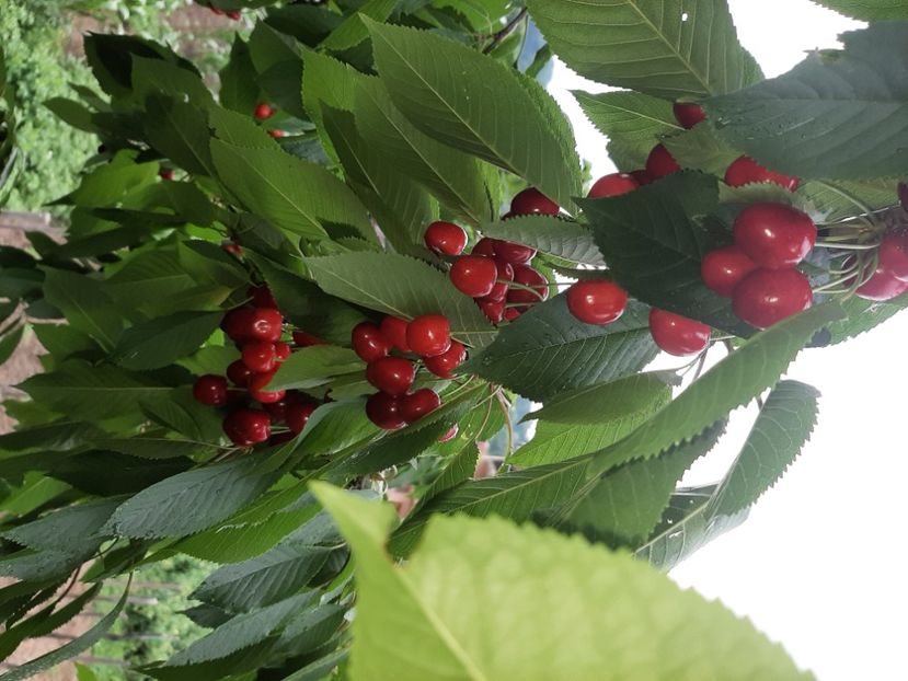  - La cireșe în iunie 2021