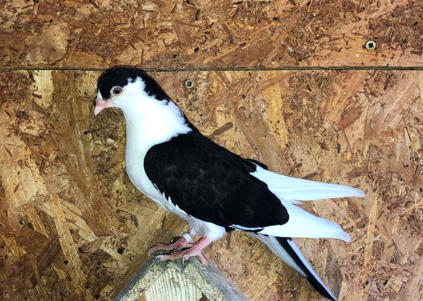 12428  femelă  2021_1 - tineret 2021