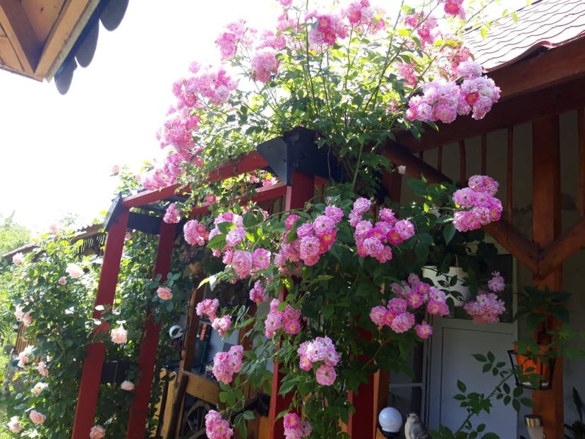 202588408_2986775578266032_4176041229855078805_n (1) - Super Dorothy