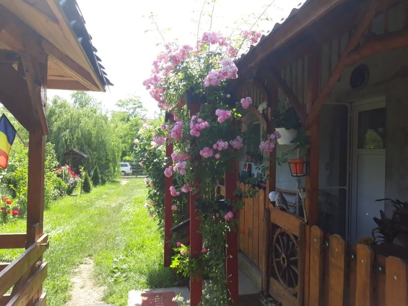 204232374_2897503243801705_185624349949009737_n (1) - Super Dorothy