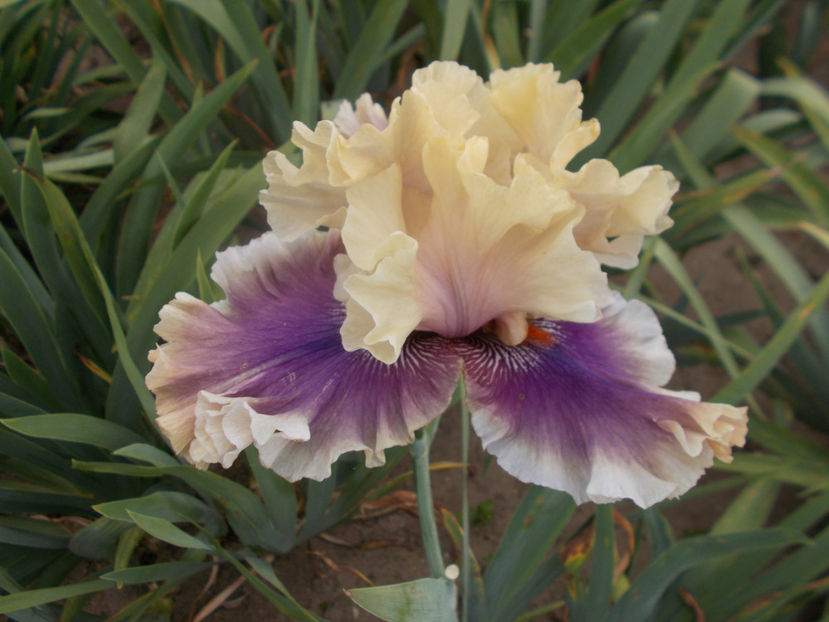 T-z-r7,7-smoke and thunder-20 - IRISI INALTI SI MEDII DISPONIBILI IN-2023 capitol 1