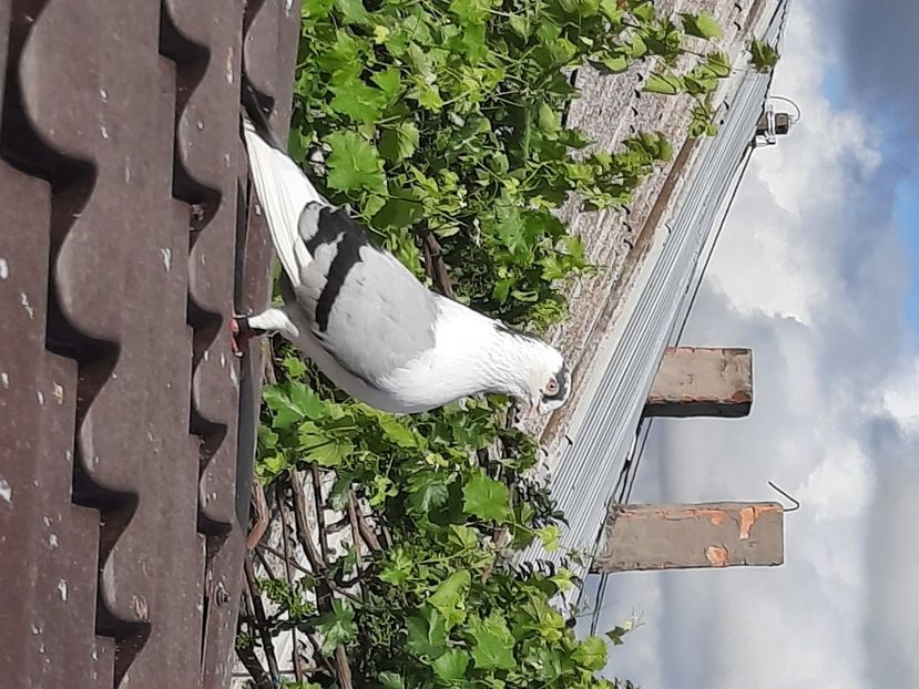  - Ce detin in prezent