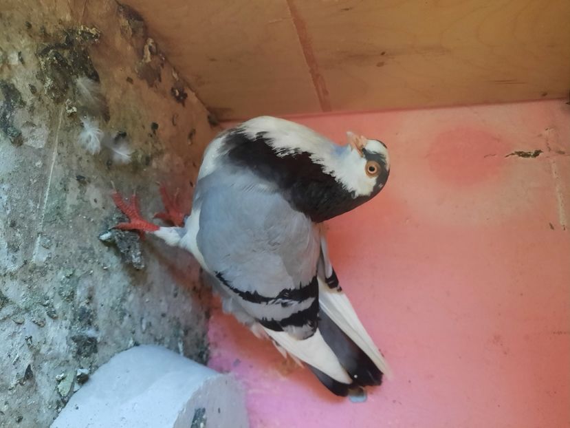  - Ce detin in prezent