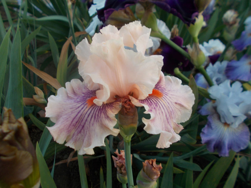 t-z-r8,4-center line-12 - IRISI INALTI SI MEDII DISPONIBILI IN-2023 capitol 1