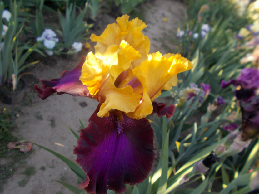 T-z-r9,1-upper hend-15 - IRISI INALTI SI MEDII DISPONIBILI IN-2023 capitol 1