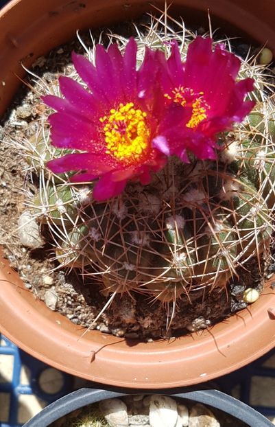 Notocactus uebelmaniannus - Notocactus