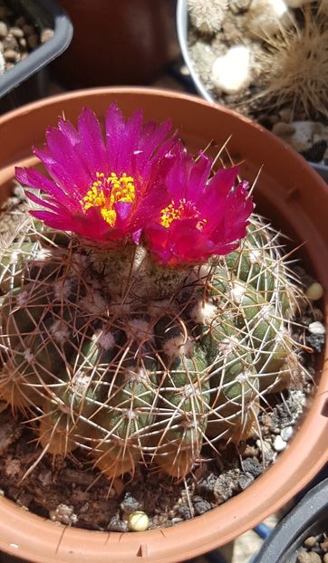 Notocactus uebelmaniannus - Notocactus