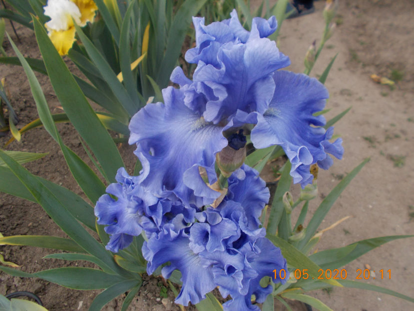 T-z-r10,10-merchant marine-18 - IRISI INALTI SI MEDII DISPONIBILI IN-2023 capitol 1