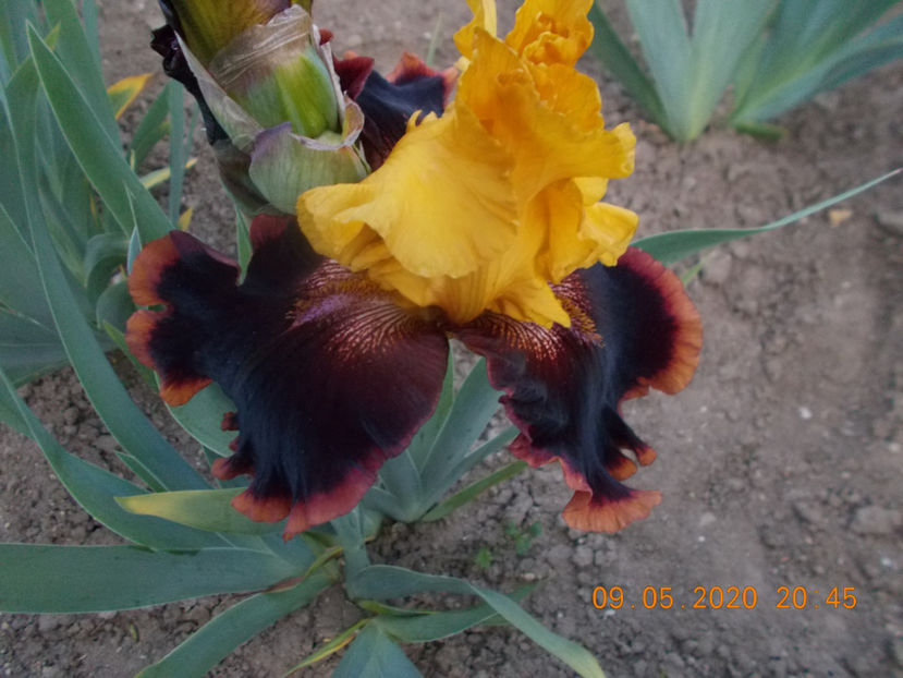 T-z-r8,3-ancient echos-20 - IRISI INALTI SI MEDII DISPONIBILI IN-2023 capitol 1