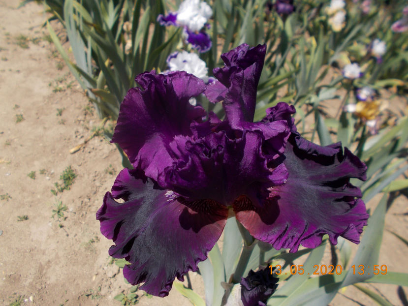 T-z-r10,9-FINE WINE-18 - IRISI INALTI SI MEDII DISPONIBILI IN-2023 capitol 1